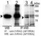 UVRAG Antibody (C-term)